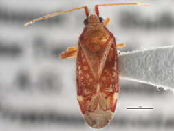 Image of Pseudoloxops
