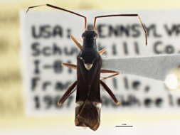 صورة Pseudoxenetus