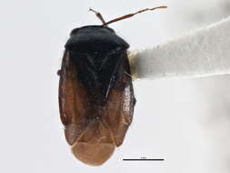 Image of Slaterocoris robustus (Uhler 1895)