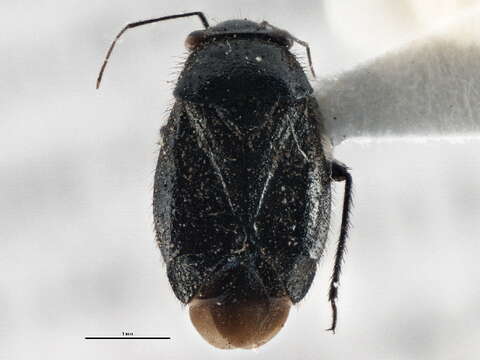 Slaterocoris robustus (Uhler 1895)的圖片