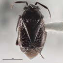 Image of Atractotomus cercocarpi Knight 1931