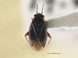 صورة Chlamydatus pullus (Reuter 1870)