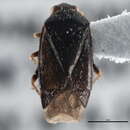 Image of Phoenicocoris longirostris (Knight 1968)