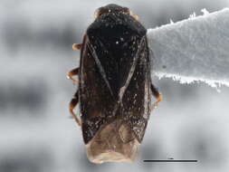 Image of Phoenicocoris longirostris (Knight 1968)