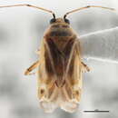 Image of Plagiognathus salicicola Knight 1929