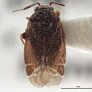 Image of Psallovius nigroantennatus Schwartz & Schuh 1999