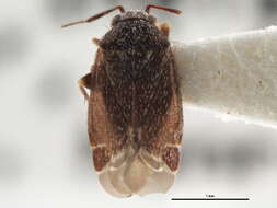 Image of Psallovius nigroantennatus Schwartz & Schuh 1999