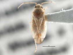 Psallus haematodes (Gmelin 1790) resmi