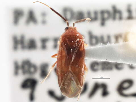 Rhinocapsus rubricans (Provancher 1887)的圖片