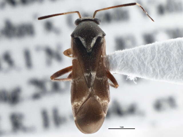 Pilophorus clavatus (Linnaeus 1767)的圖片