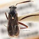 Image of Pilophorus crassipes Heidemann 1892