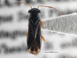 Image of Pilophorus gracilis Uhler 1895