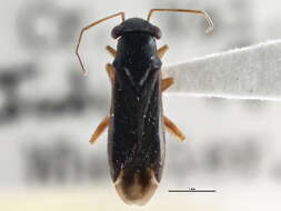 Image of Pilophorus gracilis Uhler 1895