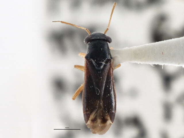 Image of Pilophorus gracilis Uhler 1895