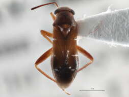 Image of Pilophorus neoclavatus Schuh & Schwartz 1988