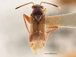Image of Pilophorus salicis Knight 1968