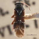 Image of Pilophorus vicarius Poppius 1914