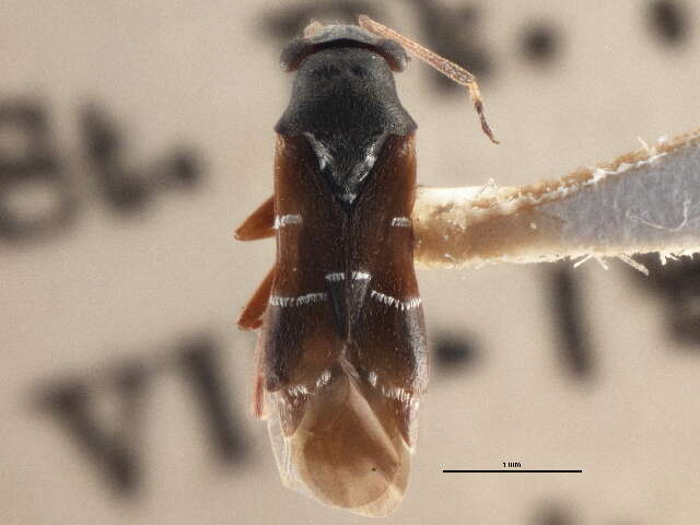 Image of Pilophorus vicarius Poppius 1914