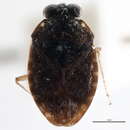 Ochterus americanus (Uhler 1876)的圖片