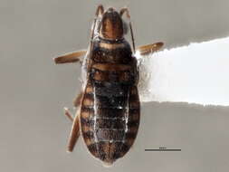 Image of Microvelia albonotata Champion 1898