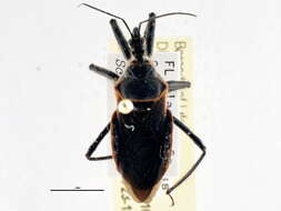 Image of Bee Assassin