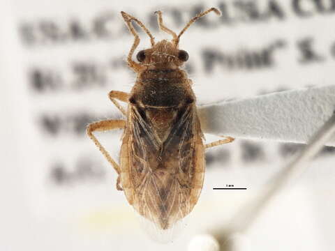 Image of Arhyssus distinctus Chopra 1968