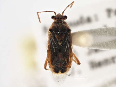 Image of Hyaline Grass Bug