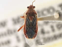 Image of Hyaline Grass Bug