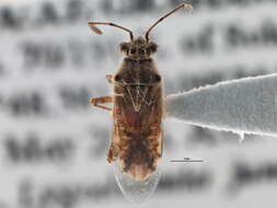 Image of Hyaline Grass Bug