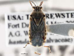 Image of Hyaline Grass Bug