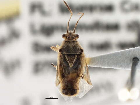 Image of Hyaline Grass Bug