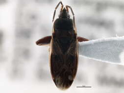 Image of Eremocoris ferus (Say & T. 1831)