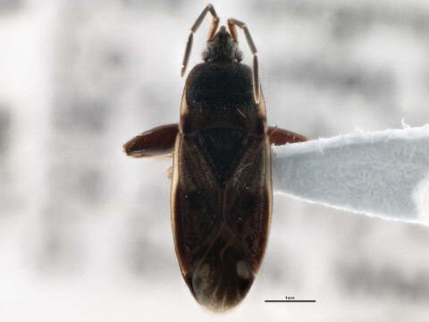 صورة Eremocoris ferus (Say & T. 1831)