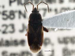 صورة Eremocoris ferus (Say & T. 1831)