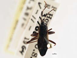 صورة Eremocoris setosus Blatchley & W. S. 1926