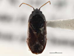 Image of Lamprodema