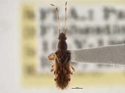 Image of Neopamera albocincta (Barber & H. G. 1953)