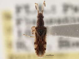 Image of Neopamera albocincta (Barber & H. G. 1953)