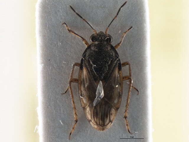 صورة Saldula palustris (Douglas 1874)