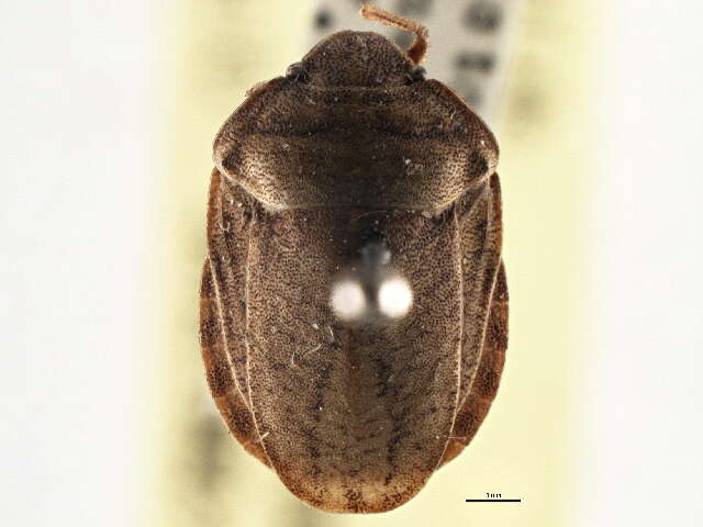 Image of Eurygaster alternata (Say 1828)