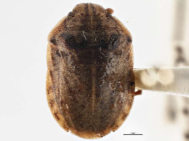 Image of Eurygaster alternata (Say 1828)
