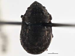 Image of <i>Acantholomidea porosa</i>