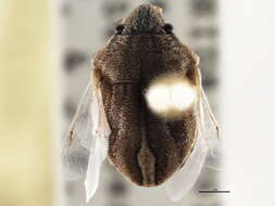 Image of Homaemus parvulus (Germar 1839)