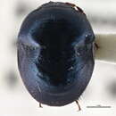 Image of Galgupha (Nothocoris) nitiduloides (Wolff 1802)