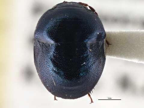 Image of Galgupha (Nothocoris) nitiduloides (Wolff 1802)