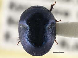 Image of Galgupha (Nothocoris) nitiduloides (Wolff 1802)