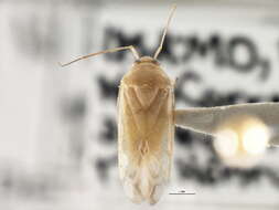 Image of Neolygus contaminatus (Fallen 1807)