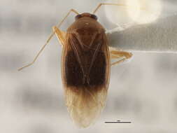 Image of Neolygus hirticulus (Van Duzee 1916)