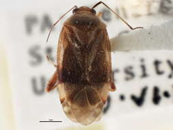 Neolygus univittatus (Knight 1917)的圖片