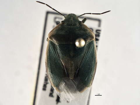 Image of Chlorochroa